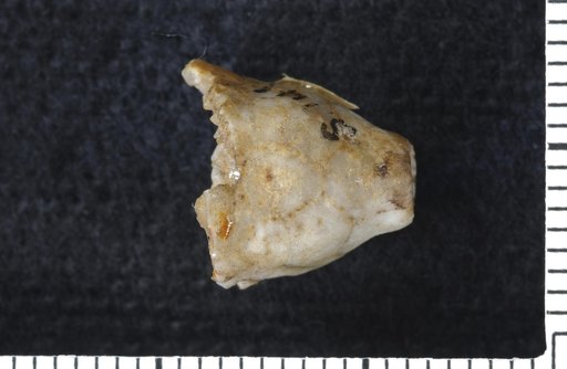 Idiocrinus elongatus Wachsmuth & Springer