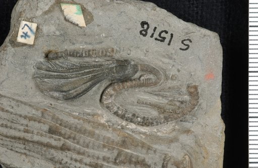 Camptocrinus crawfordsvillensis Springer