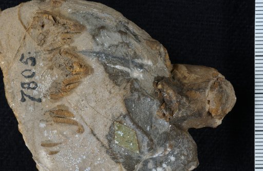 Platycrinus montanaenis Meek
