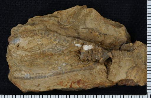 Geraocrinus sculptus Ulrich in Foerste