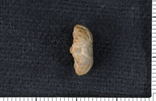 Delocrinus parinodosarius Strimple