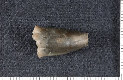 Atractocrinus concinnus Kirk