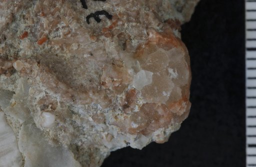 Patelliocrinus planus Ausich
