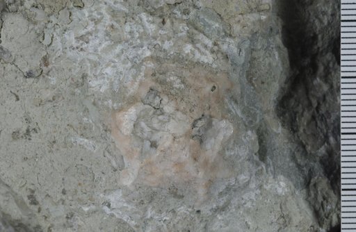 Ibanocrinus petalos Ausich