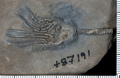 Platycrinites beirdneauensis Webster