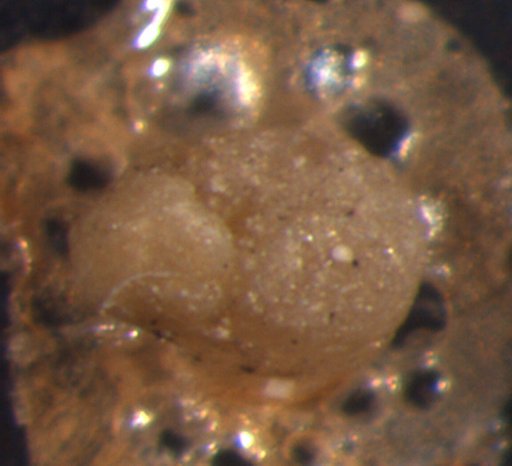 Trophocrinus tumidus Kirk