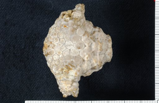 Steganocrinus benedicti Miller
