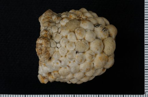 Gilbertsocrinus obovatus Meek & Worthen