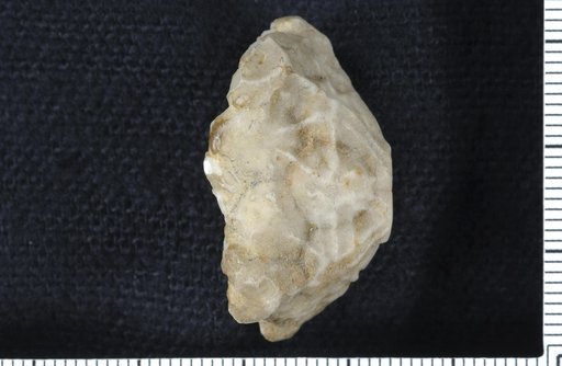 Steganocrinus concinnus Shumard