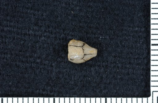 Zophocrinus howardi Miller