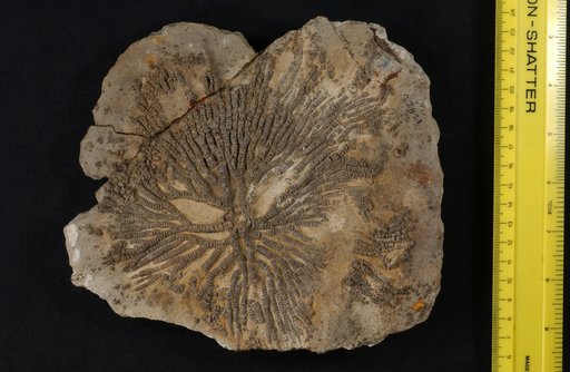Arachnocrinus extensus Wachsmuth & Springer