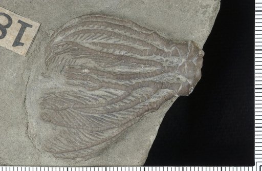 Poteriocrinus orestes Worthen