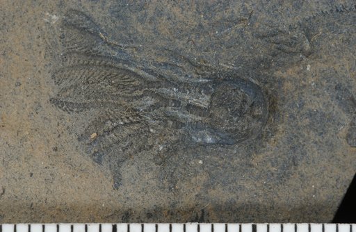 Cribanocrinus honeyvillensis Webster