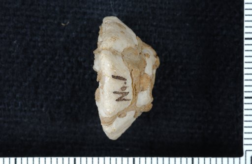 Synbathocrinus troosti Wood