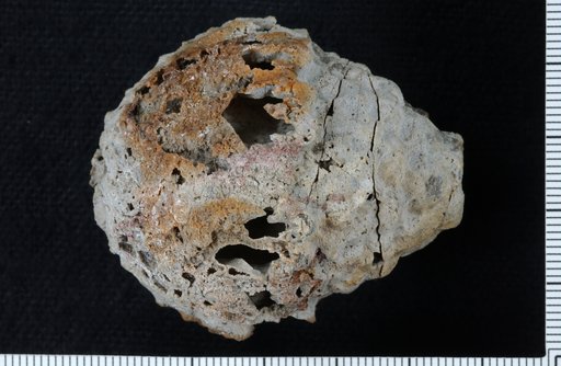 Physetocrinus majusculus Webster & Lane