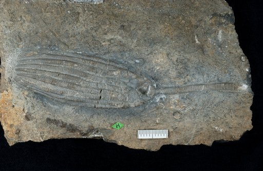 Ulrichicrinus oklahomae Springer