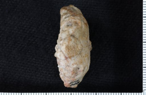 Marsipocrinus striatus Wachsmuth & Springer