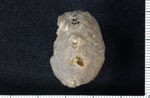 Paradiabolocrinus sinuorugosus Brower & Veinus