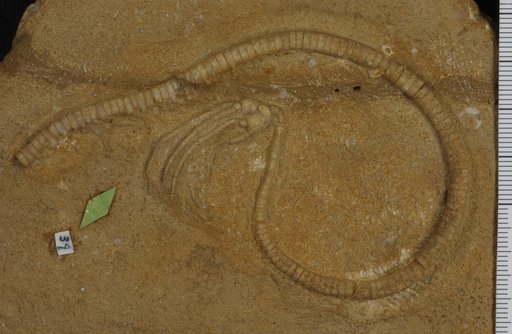 Camptocrinus praenuntius Springer