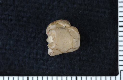 Pisocrinus campana Miller