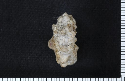 Hyptiocrinus typus Wachsmuth & Springer