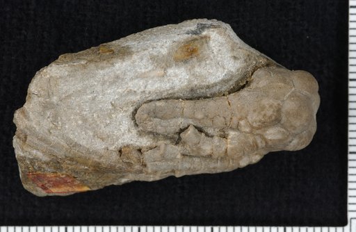 Cyathocrinites iowensis (Owen & Shumard)