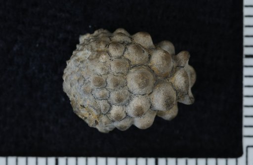 Melocrinus milwaukensis Weller
