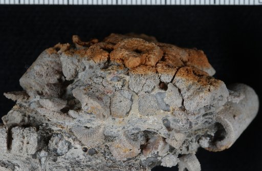 Dilatocrinus apricus Webster & Lane