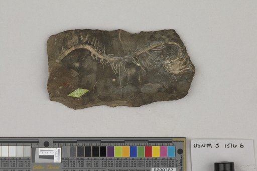 Camptocrinus cirrifer (Wachsmuth & Springer)