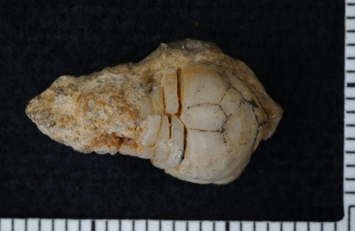 Lecanocrinus elongatus Springer
