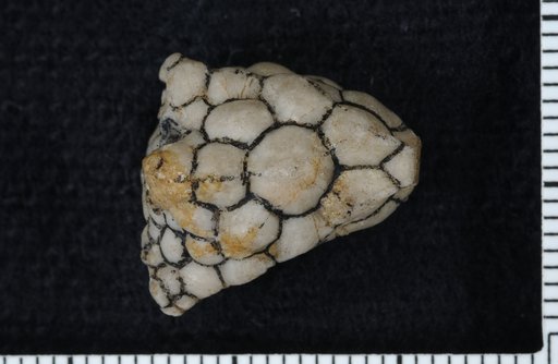 Glyptaster milliganae Miller & Gurley