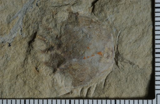 Dimerocrinites (Eucrinus) ankylos Lane & Ausich