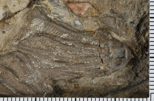 Dichocrinus hamiltonensis Worthen
