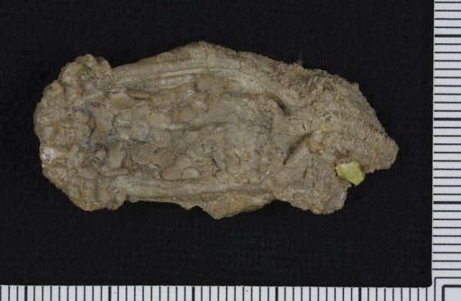 Acrocrinus amphora Wachsmuth & Springer