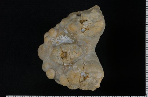Agaricocrinus americanus (Roemer)