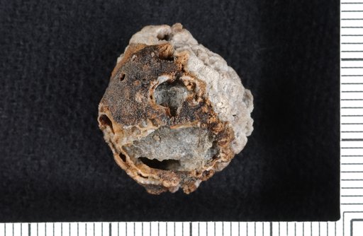 Actinocrinites anchorensis Webster & Lane