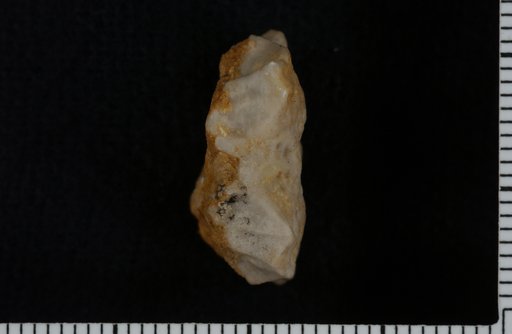 Agaricocrinus corrugatus Hall
