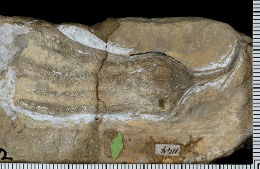 Hapalocrinus cirrifer Springer