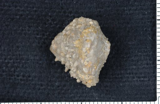 Dizygocrinus persculptus Ulrich