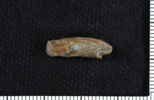 Calceocrinus centervillensis Foerste