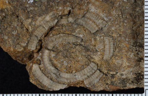 Eomyelodactylus rotundatus Foerste