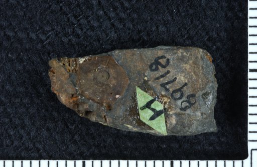 Synbathocrinus expansus Goldring