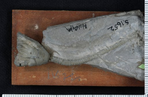 Lecanocrinus excavatus Ringueberg