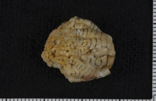 Asaphocrinus ? minor Springer