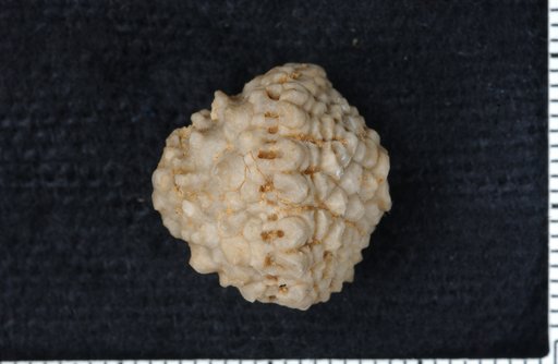 Dizygocrinus superstes Ulrich
