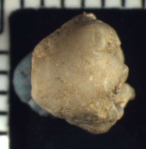 Pisocrinus gorbyi Miller