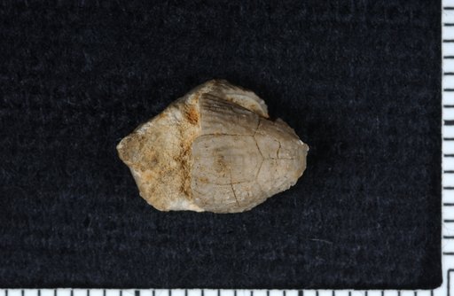 Dichocrinus ornatus Wachsmuth & Springer