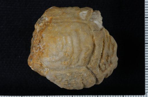 Platycrinus glyptus Hall