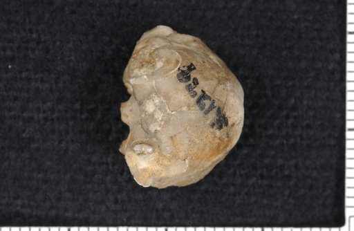 Culicocrinus spinosus Springer