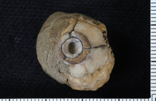 Marsipocrinus turbinatus Springer